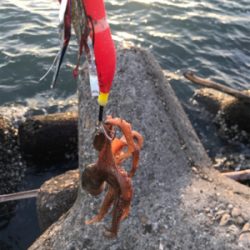 これからタコ釣りに専念！