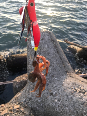 これからタコ釣りに専念！