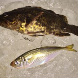 やっと鯵きた〜！