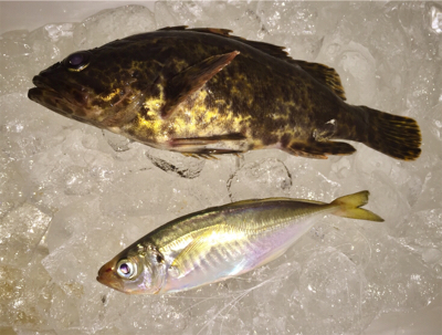 やっと鯵きた〜！