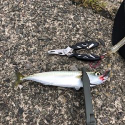 アジング再挑戦