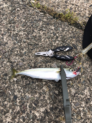 アジング再挑戦