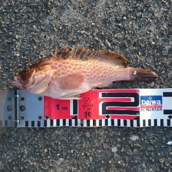 でっかいのんかかって来いや‼️