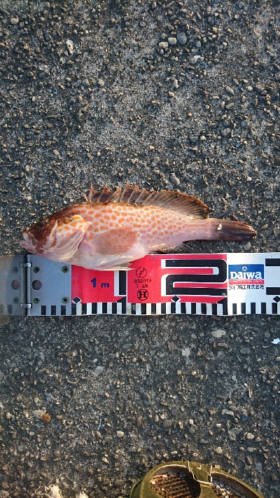 でっかいのんかかって来いや‼…