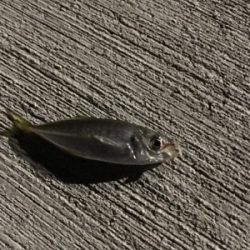 アジングでデート！