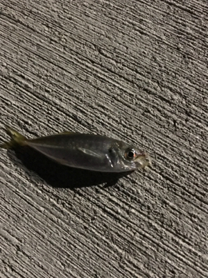 アジングでデート！