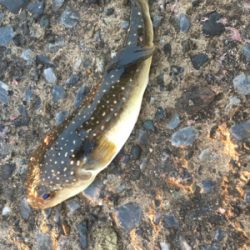 ライト サバゲー