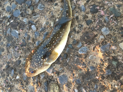 ライト サバゲー