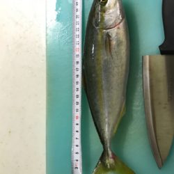 マリーナシティ釣行