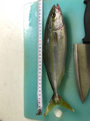 マリーナシティ釣行