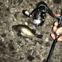 アジングメインケンサキチョーサ(釣行 其の弐拾八)