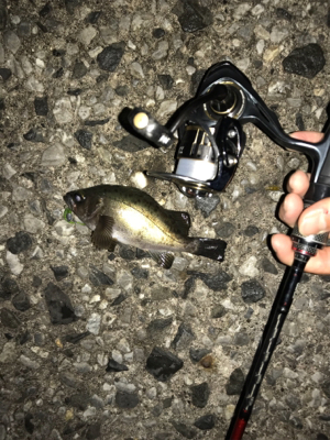 アジングメインケンサキチョーサ(釣行 其の弐拾八)