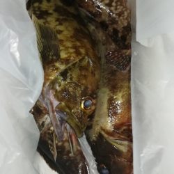 今夜もタケノコメバル