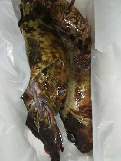 今夜もタケノコメバル