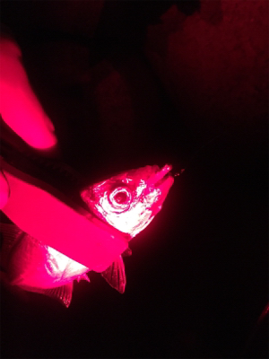 アジの存在確認！