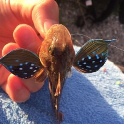 チョイ投げでホウボウ