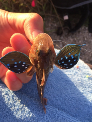 チョイ投げでホウボウ