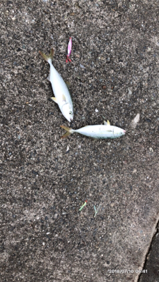 ジグサビキで小型青物