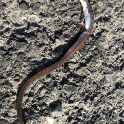 ライトショアジギング