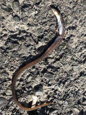 ライトショアジギング