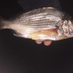 忠岡貯木場にてアジングのつもりがチヌ