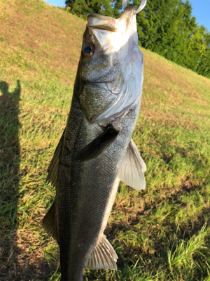 シーバス釣行