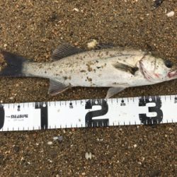 短時間シーバス釣行