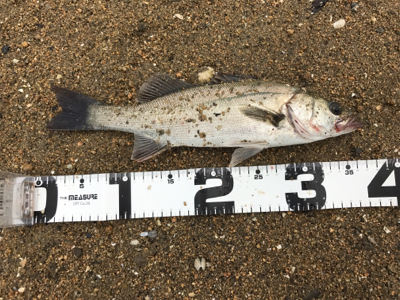 短時間シーバス釣行