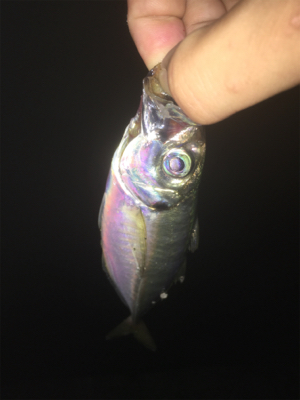 久々の仕事帰りのアジング