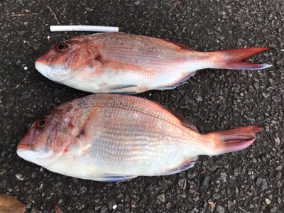 投げでマダイねらい