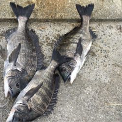 朝から沖堤防へ