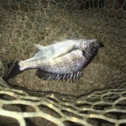 淀川ブリームゲーム 長雨ののちのキビレ