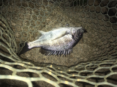 淀川ブリームゲーム 長雨ののちのキビレ