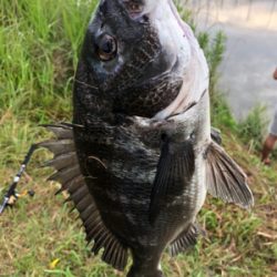 デイトップでチヌ