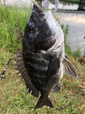 デイトップでチヌ