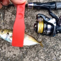 回遊開始のお知らせです