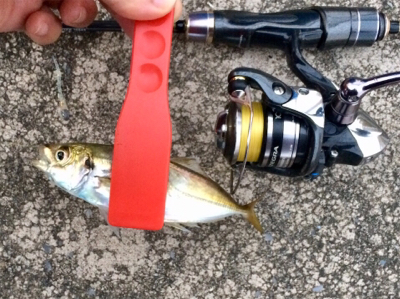 回遊開始のお知らせです