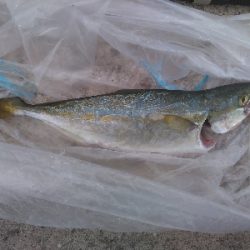 なんだかんだ釣れる！