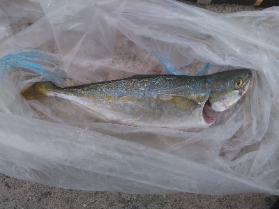 なんだかんだ釣れる！