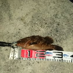 色んな魚種が釣れました❗