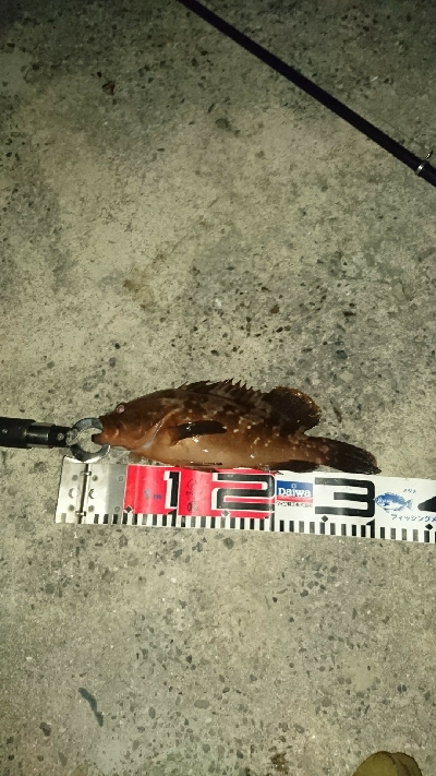 色んな魚種が釣れました❗