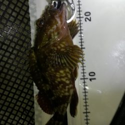 良型連発ロックフィッシュ