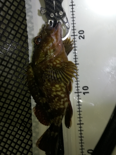 良型連発ロックフィッシュ