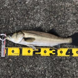 アタリは、頻繁‼︎