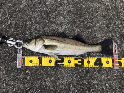 アタリは、頻繁‼︎