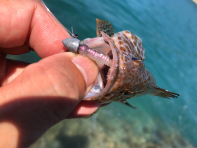 夏は多魚種♪