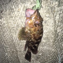 佐々木さん！ガシラ居てますよー