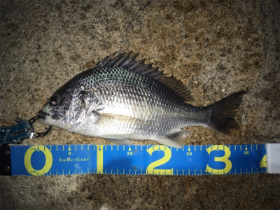 淀川ブリームゲーム 高活性の兆し