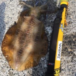 朝まづめリベンジ!