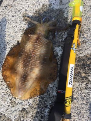 朝まづめリベンジ！